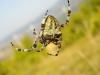 243236 – Photo : Nicolas Alric – France (12)